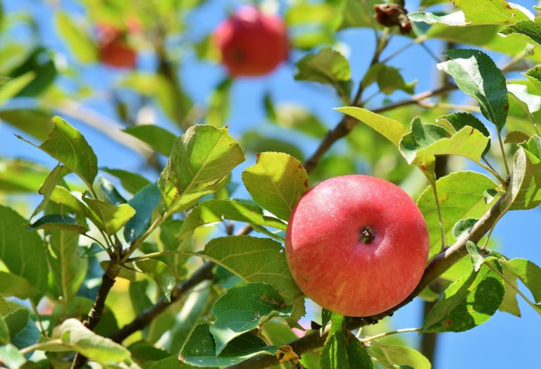 Best Minnesota Apple Varieties and What to Use Them For 2023