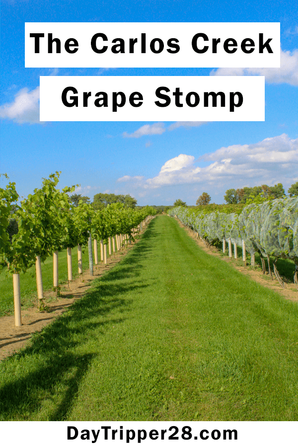 All you need to know about MN first Grape Stomp at Carlos Creek Winery | Fall Festival | Fun | Wine | Drink Local | Minnesota Traditions
