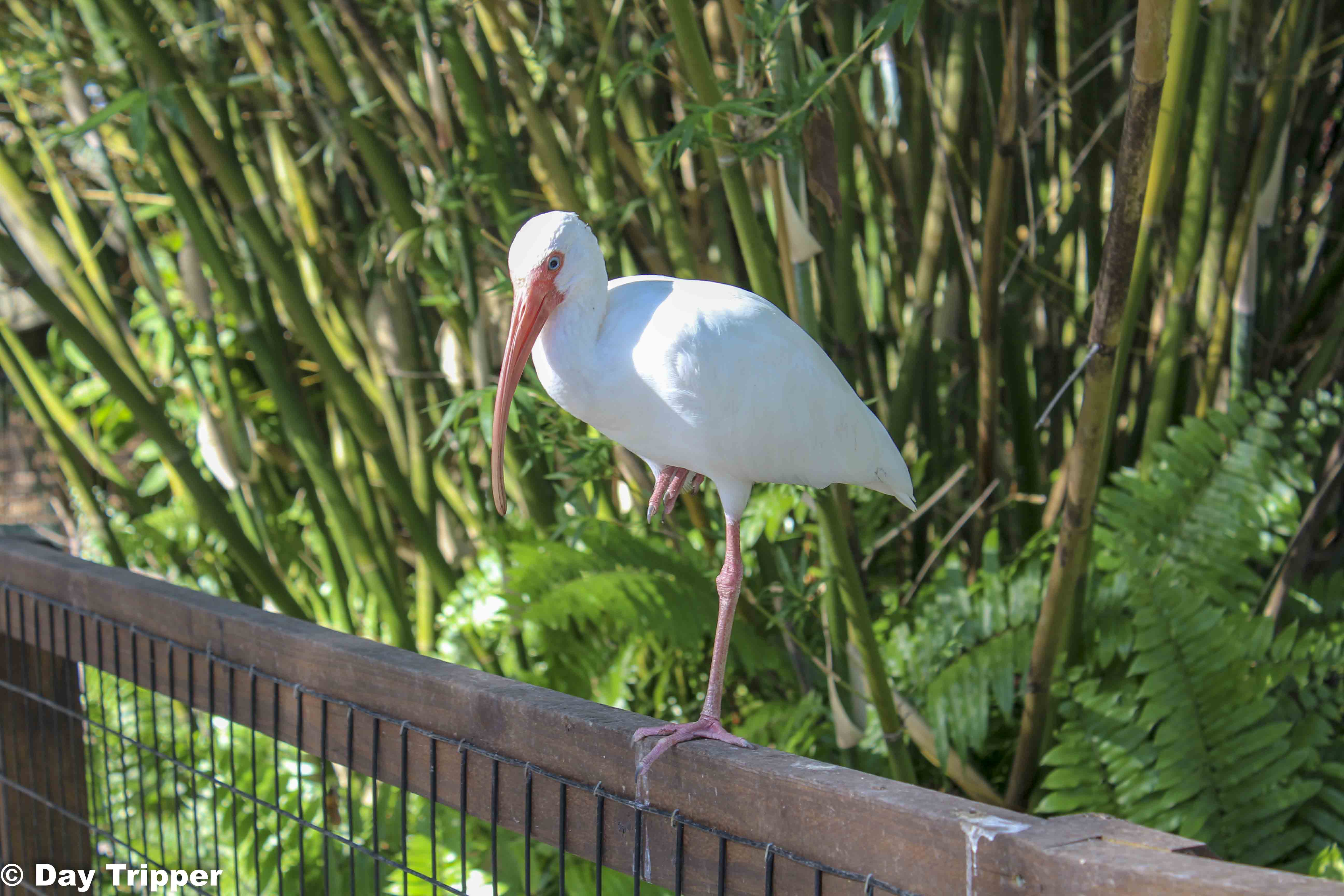 Bird Resting on a fence at the Naples Zoo