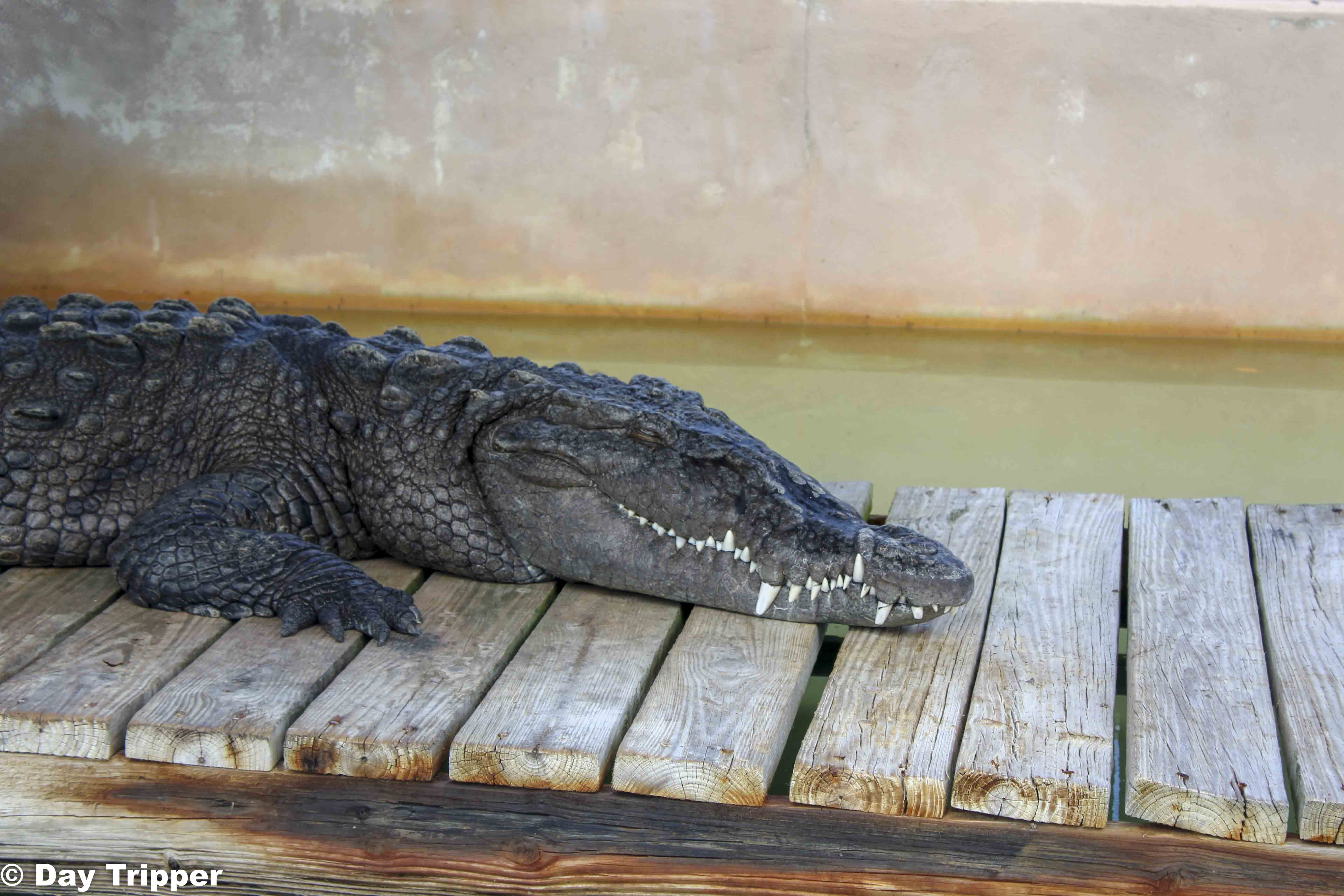 Crocodile at Captain Jacks Animal Sanctuary