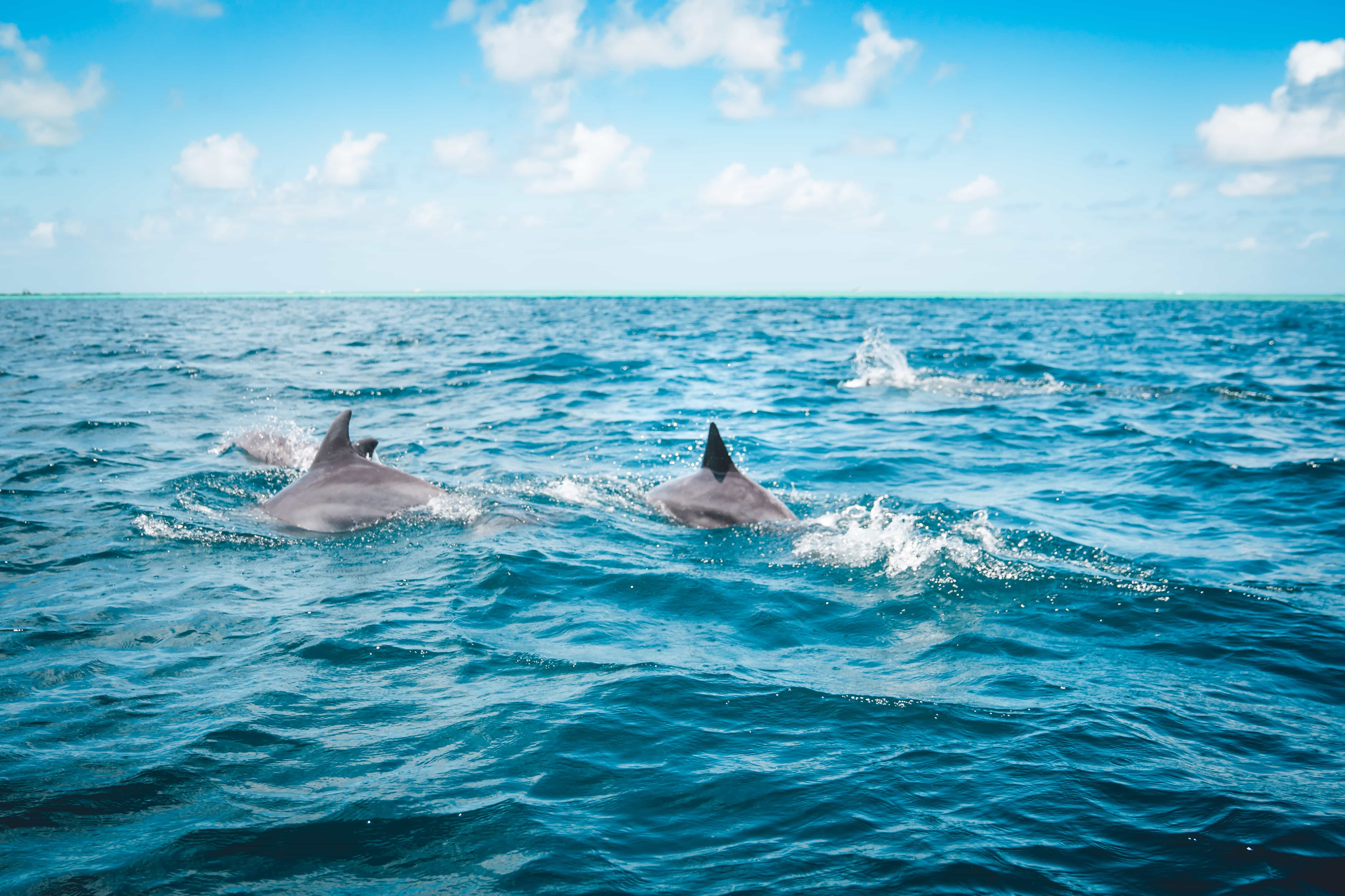 Visiting Dolphins on Marco Island