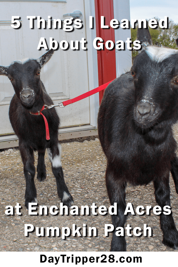 5 things I learned about goats at enchanted acres pumpkin patch in IA | northern Iowa | pumpkin farm | fall | things to do with kids