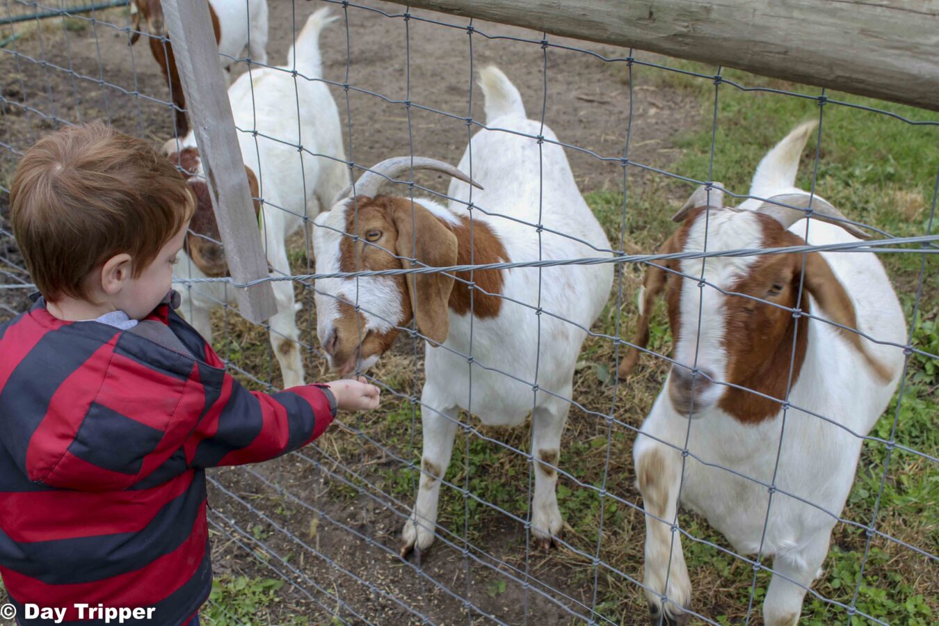 Feeding a goat