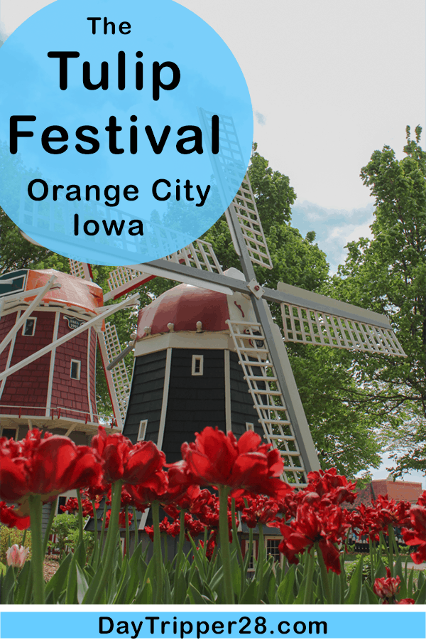 The Orange City Tulip Festival in Iowa is a new spring tradition. Festival | Free | Northern Iowa | Flowers | Windmill Park