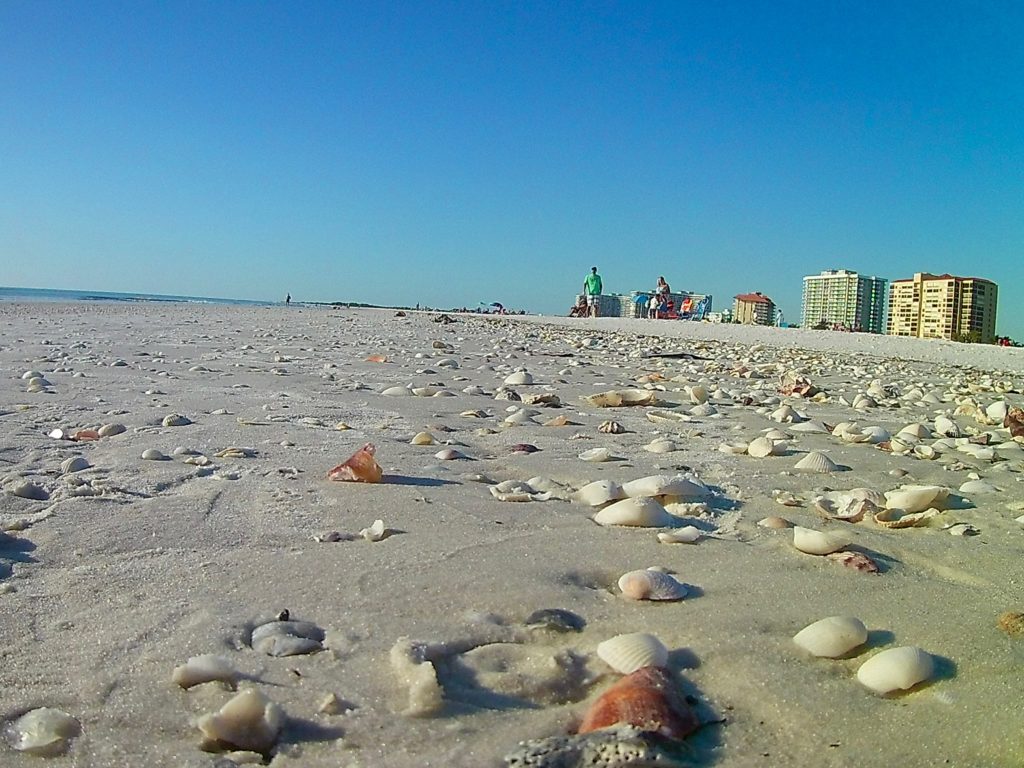 Sea Shells on Marco Island
