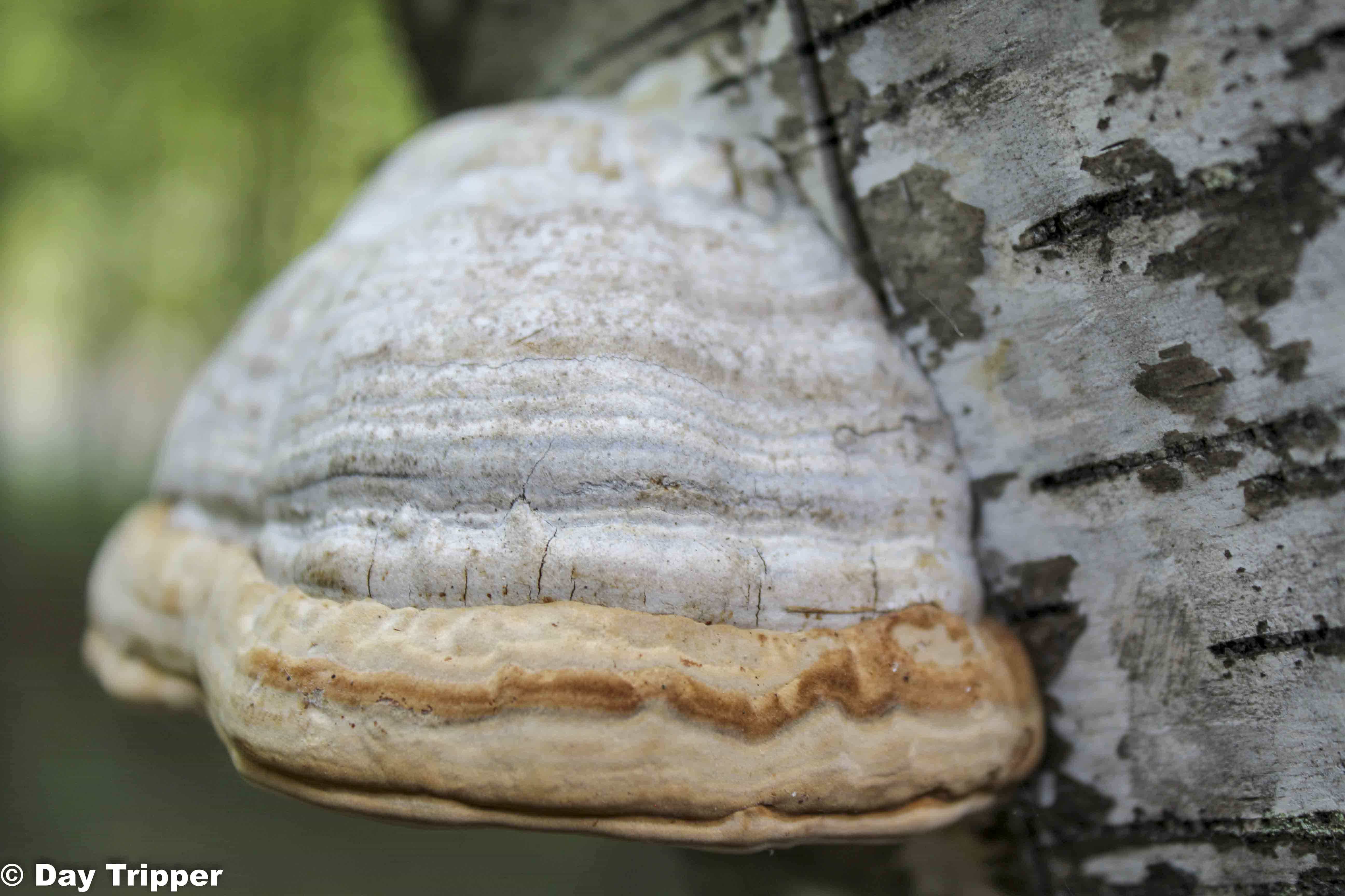 Mushroom on Tree
