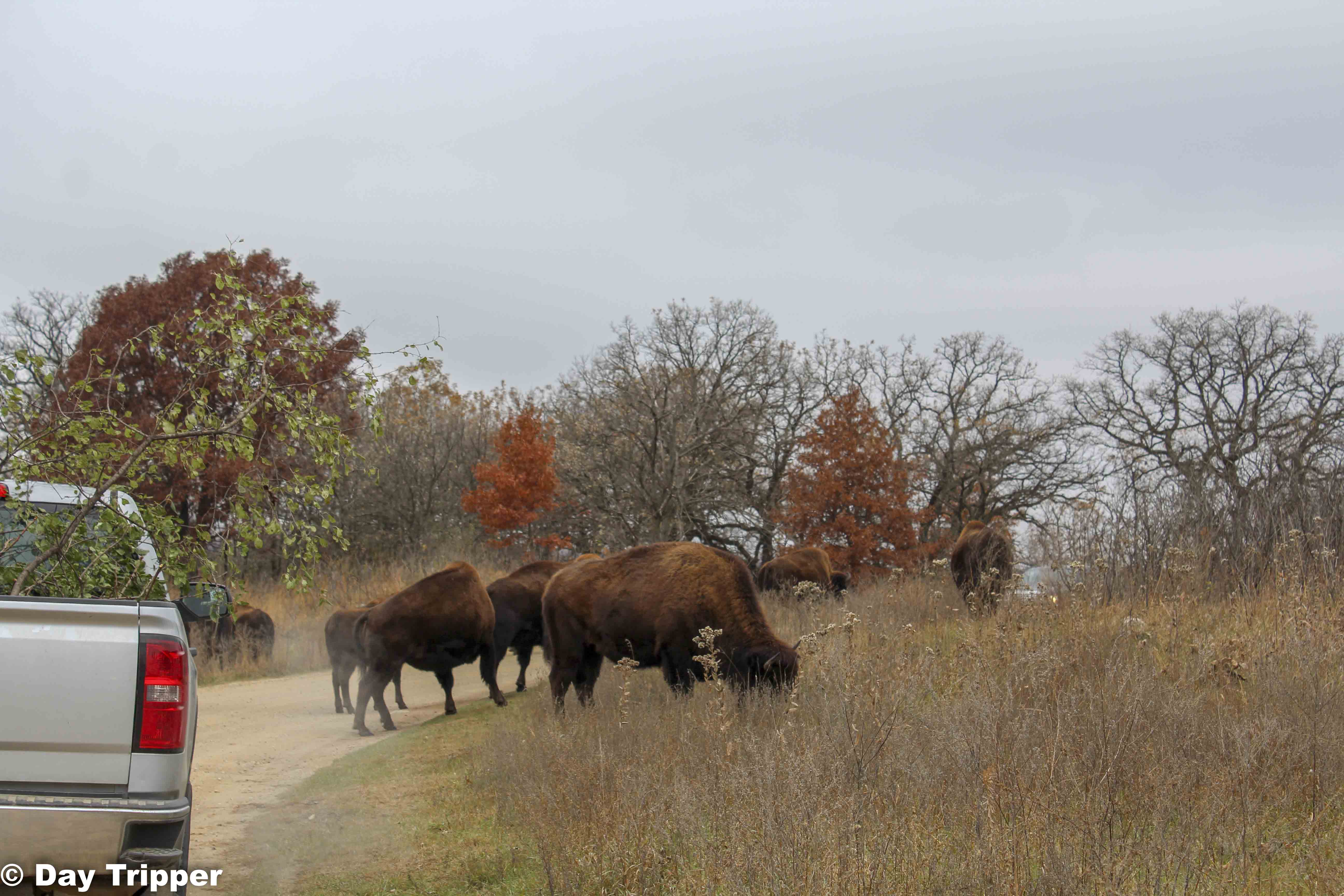 Bison in the Road at Minneopa State Park