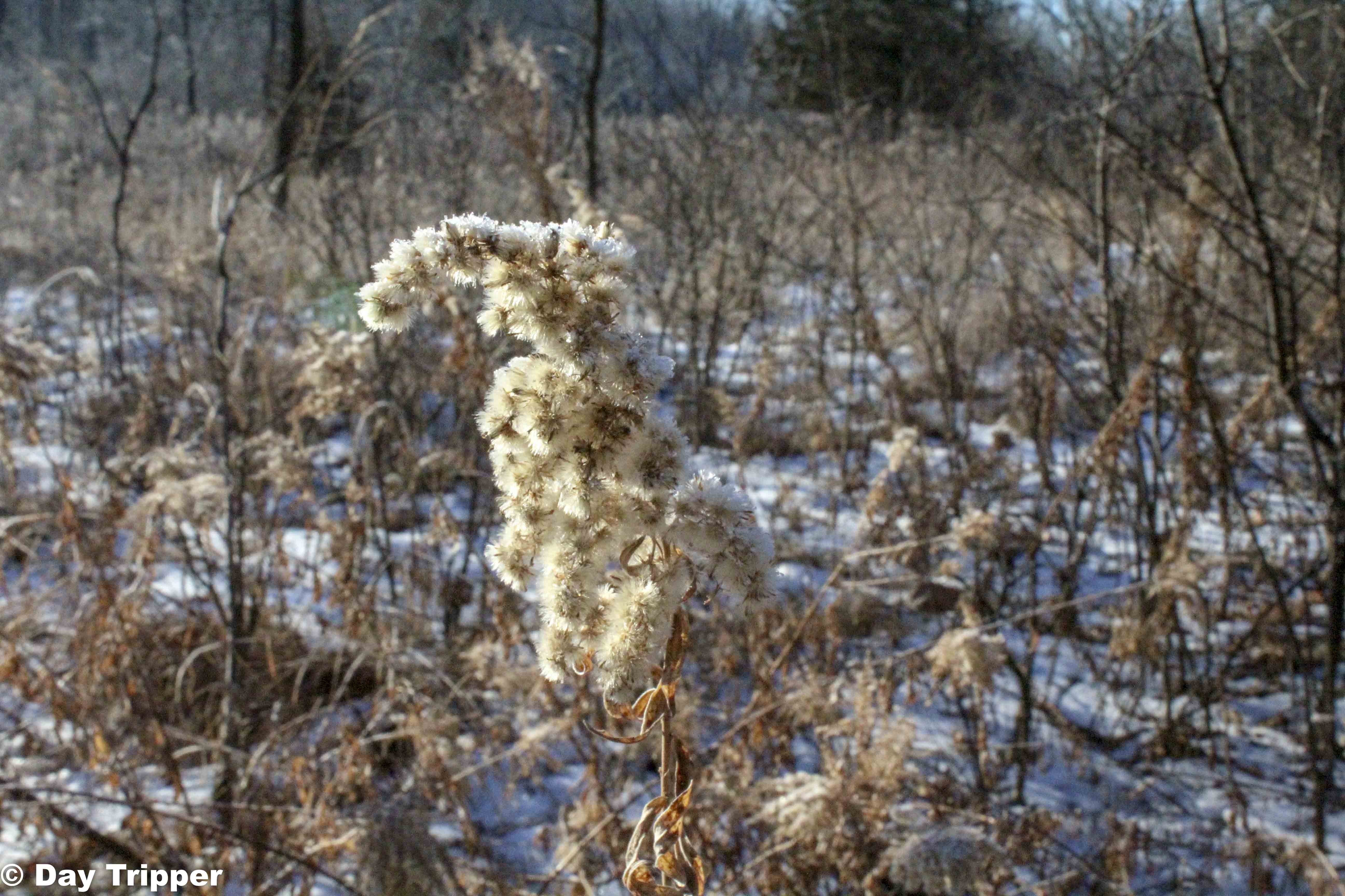 Winter brush on the trail