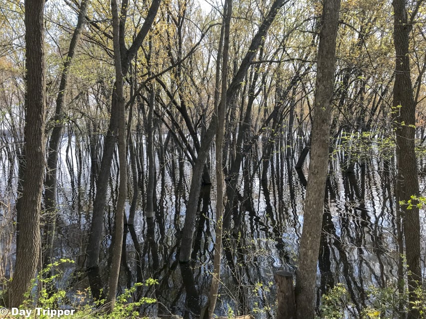 Flooded Trees at Afton State Park