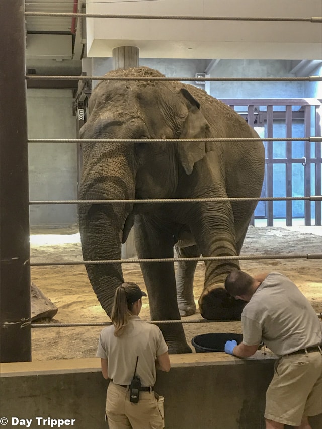 Elephant Pedicure at the National Zoo