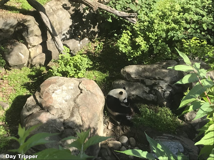 Pandas at the National Zoo