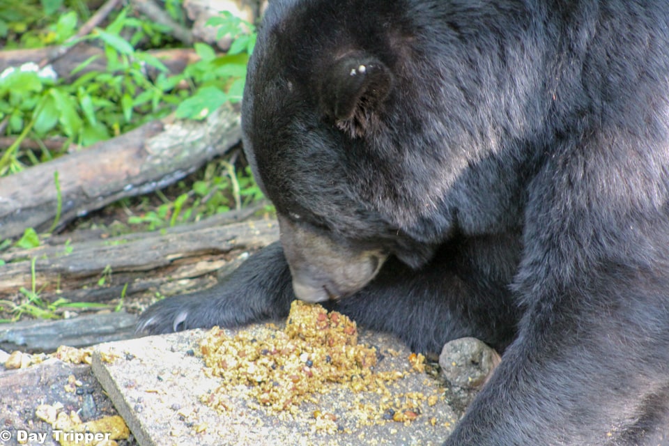 MN Black Bear at the Vince Shute Wildlife Center
