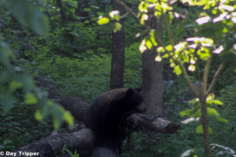 MN Black Bear sitting on a log