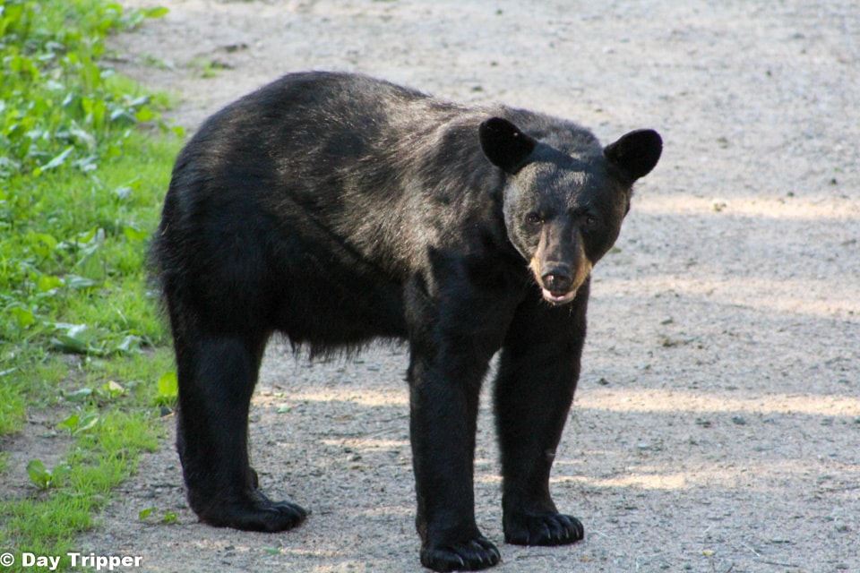 MN Bears