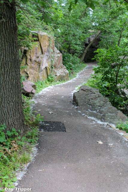 Cotton Trees on Pathway 
