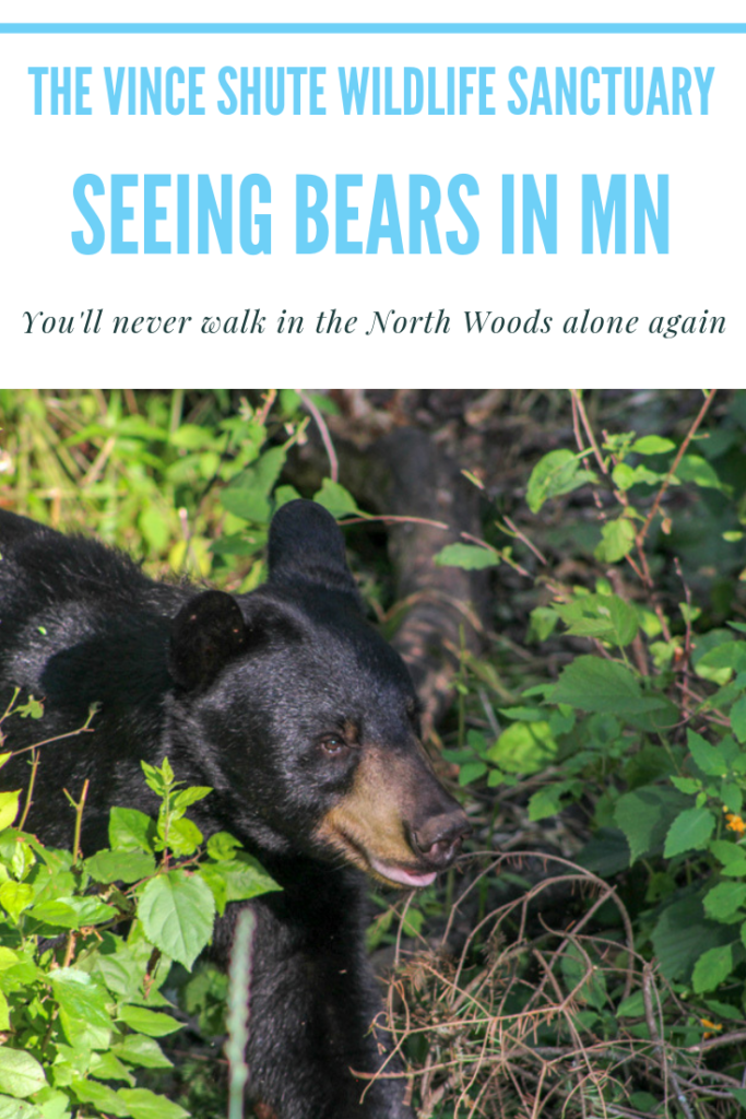Seeing wild bears in Northern MN. Guaranteed sightings