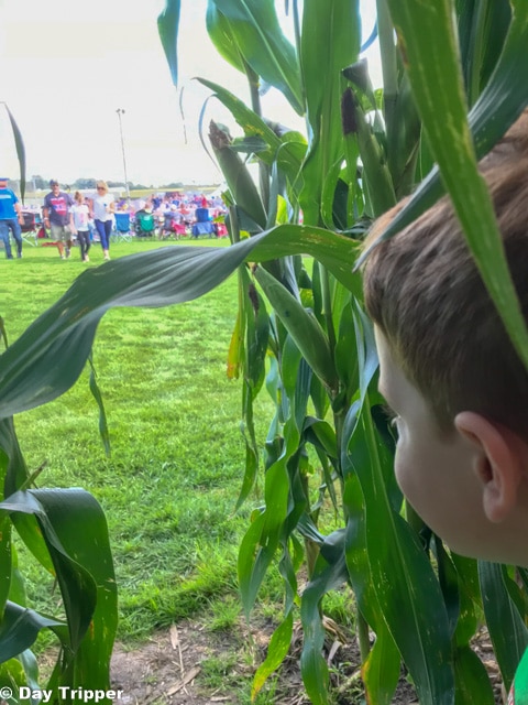 The Corn Field at Field of Dreams