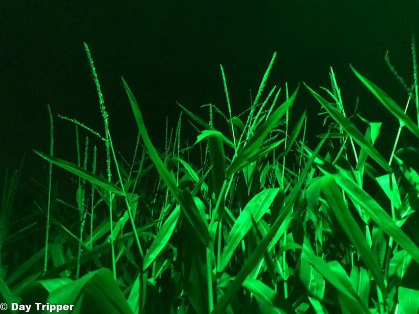 Haunted Corn Maze at Scream Town in Chaska