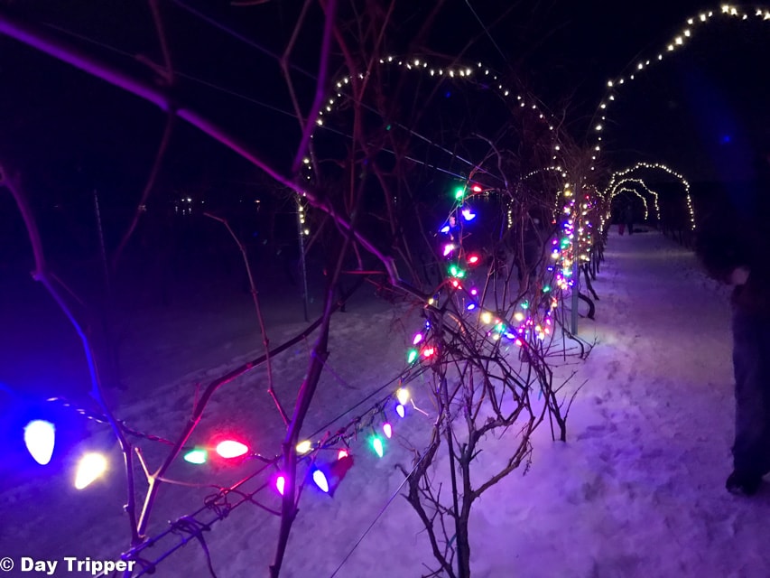 christmas lights on the grape vines