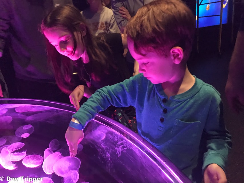 Touching the Jelly Fish