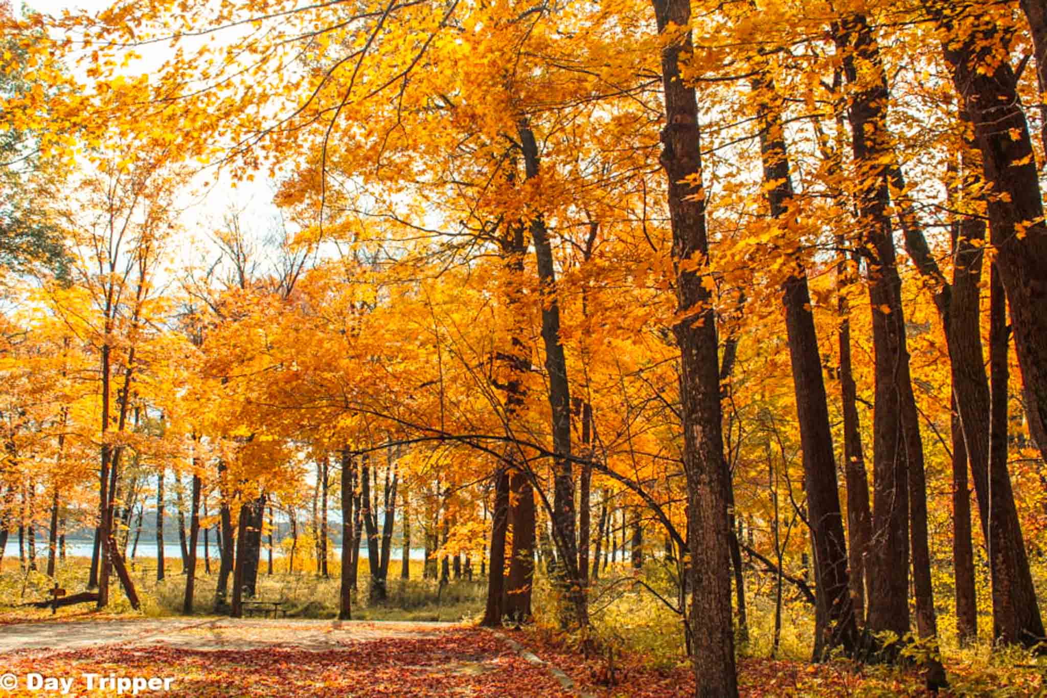 Minnesota's Fall Colors at Rice Lake State Park