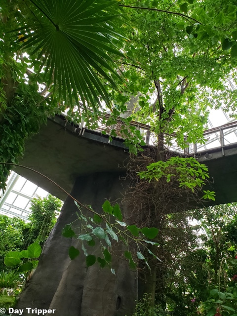 Inside the rain forest