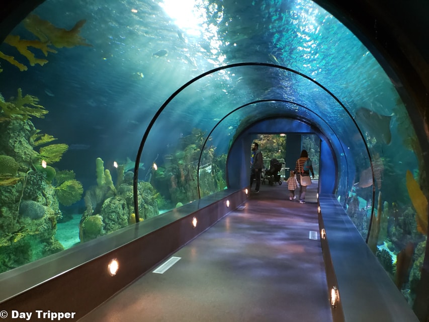 Tunnel at the Aquarium Moody Gardens