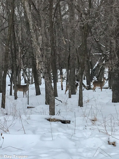 Deer in the forest at Fort Snelling State Park