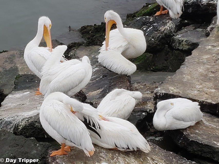 Pelicans offs shore