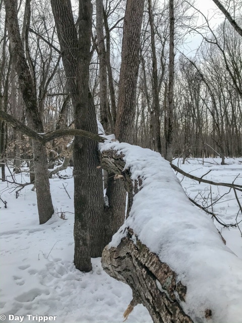 Downed Tree on the Winter Hiking Trail