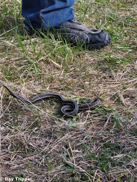 Gardner Snake on trail