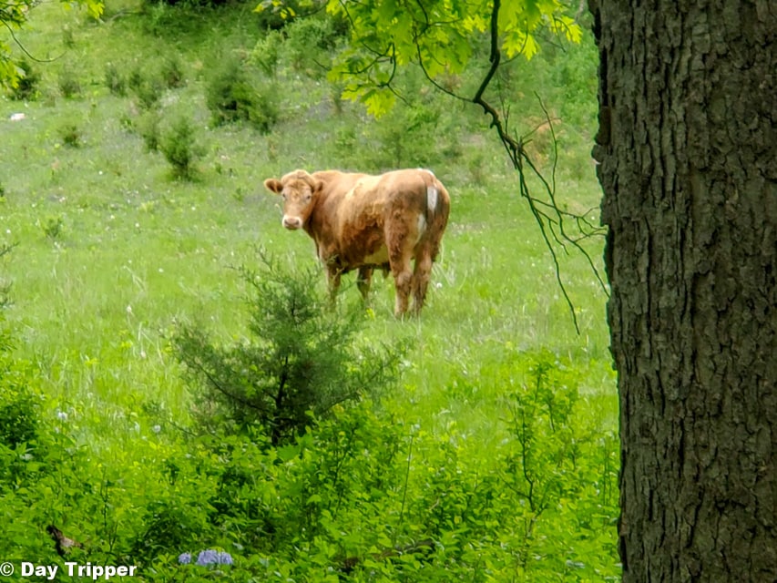 Cow at nearby farm at the Riley Creek Conservation Area