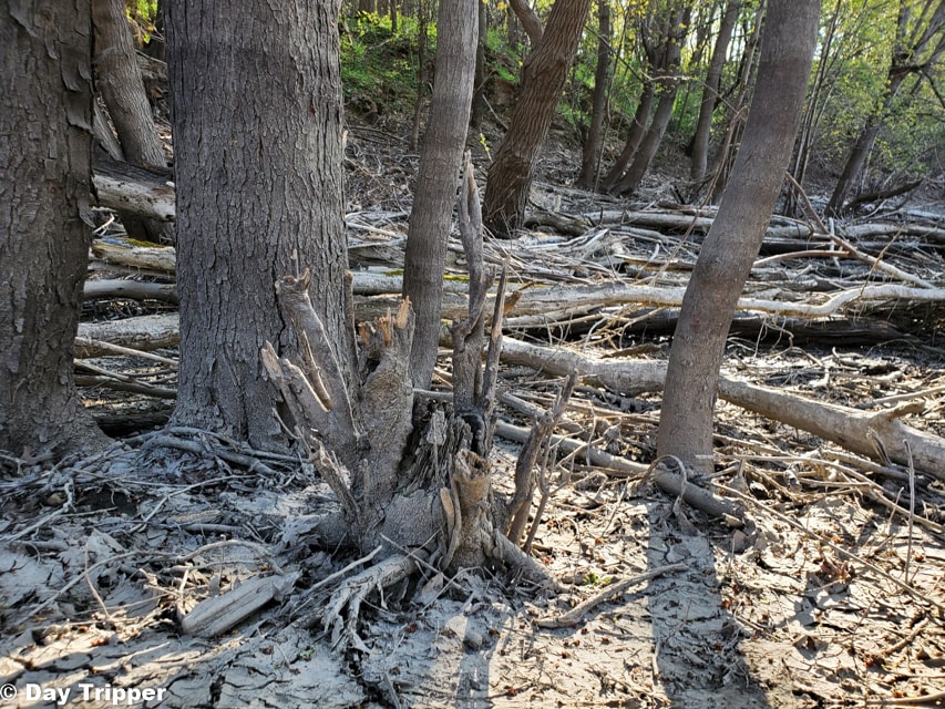 Mud covered trees from flooding at the Louisville Swamp