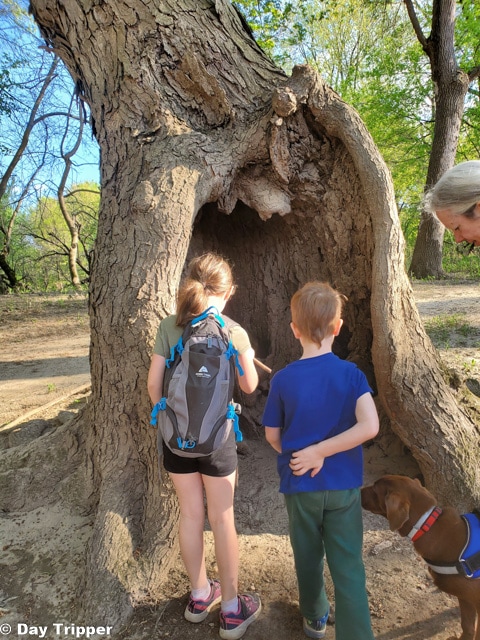 Giant Trees at Fort Snelling State Park