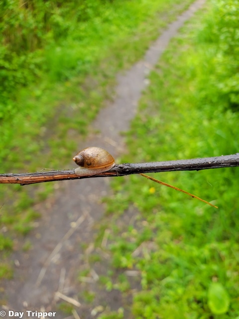 Snail on Trail