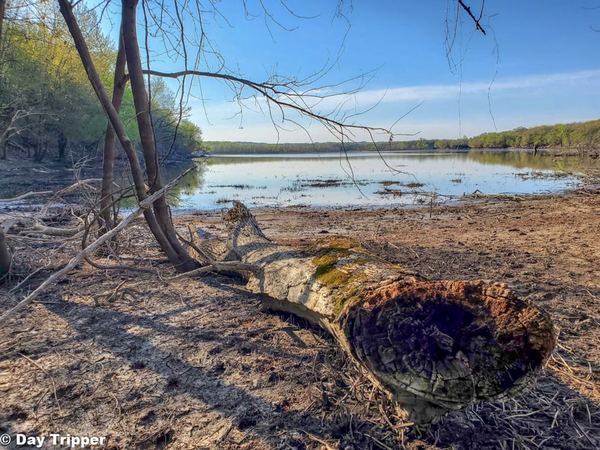 Louisville Swamp Lake with log