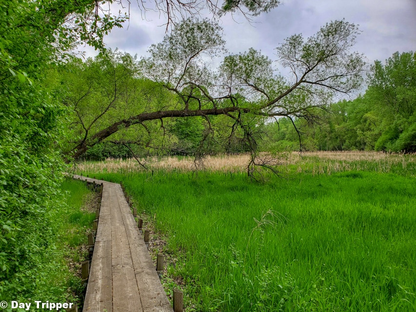 Green walkway at the Cardinal Creek Conservation Area