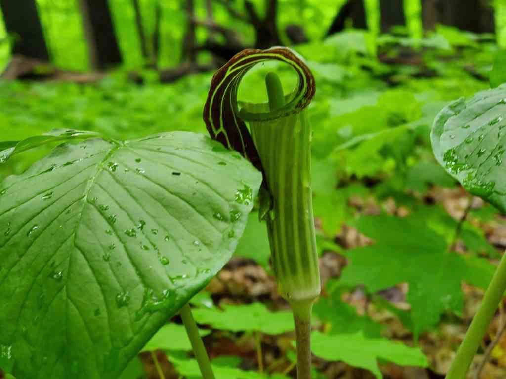 Jack in the Pulpit Plant