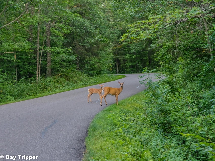 Deer on Road