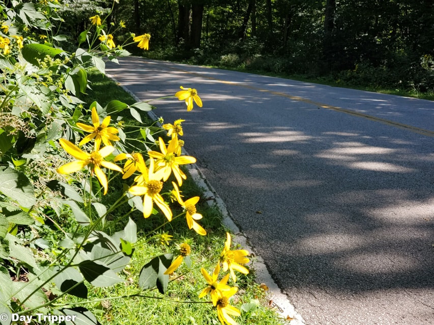 Flowers on Road