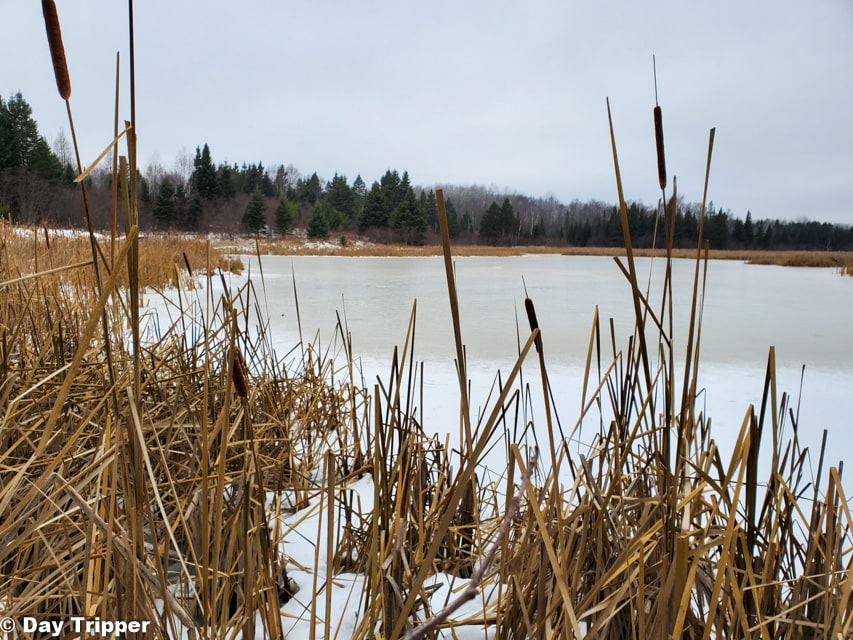 Frozen Wildlife Pond