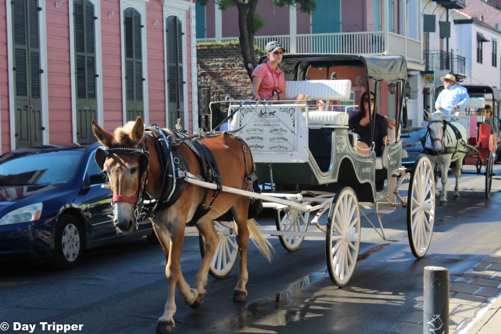 Carriage Rides in the French Quarter - Things to do in New Orleans with kids