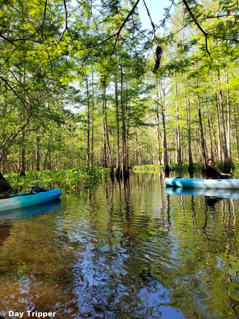 Kayak Tour of the Swamp - Things to do in New Orleans with kids