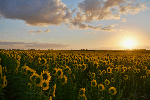 Where to find Sunflower Fields in Minnesota