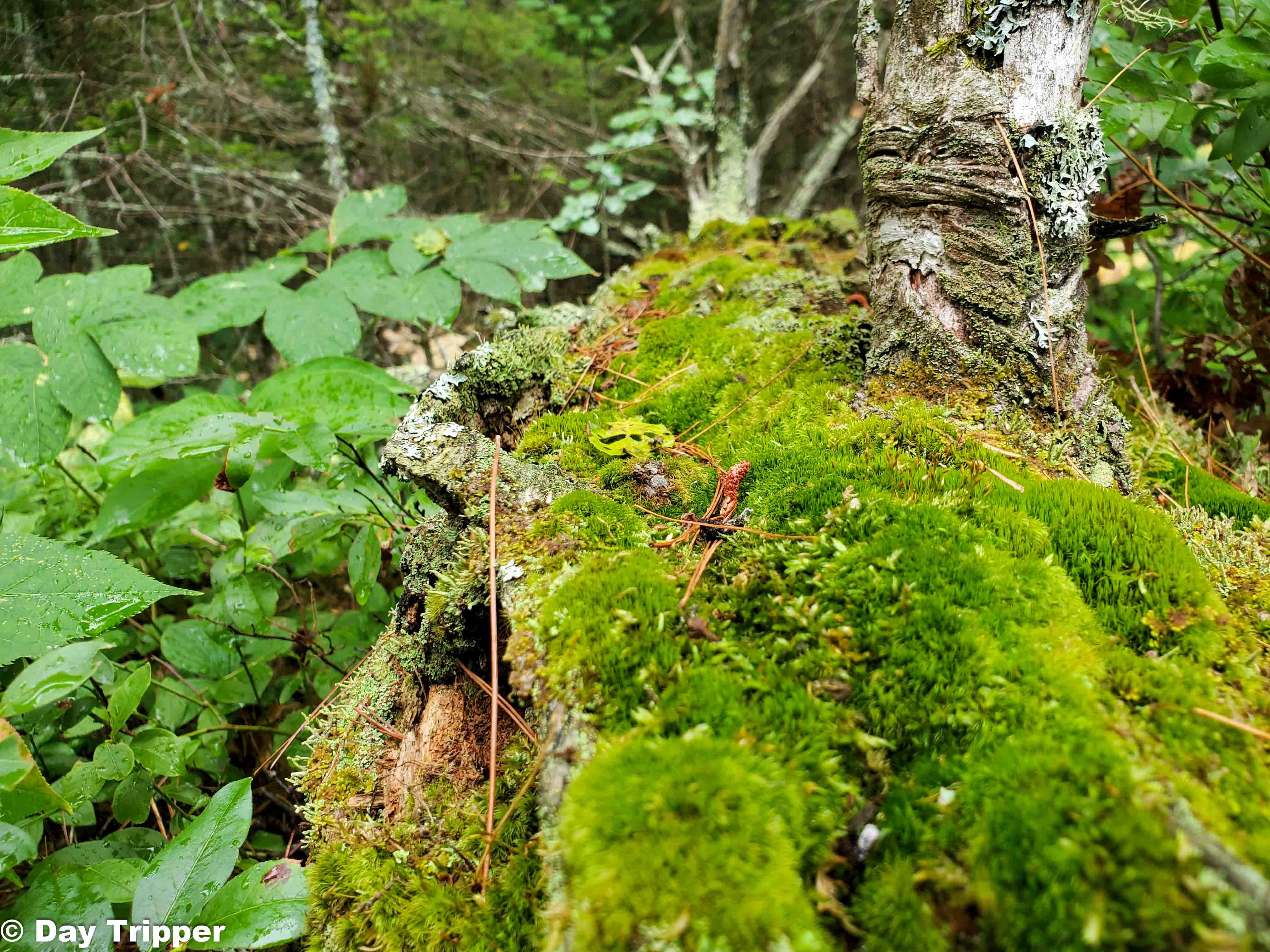 Moss on trail
