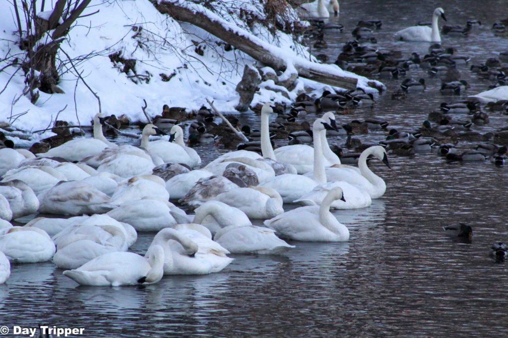 Swans in Minnesota