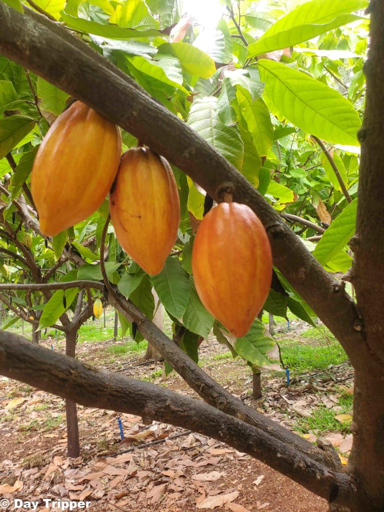 Cocoa Pods on the Tree