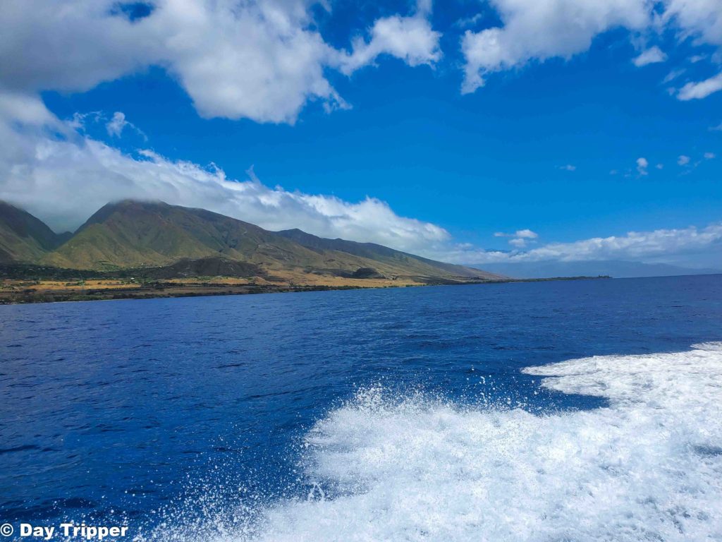 Maui Whale Tours