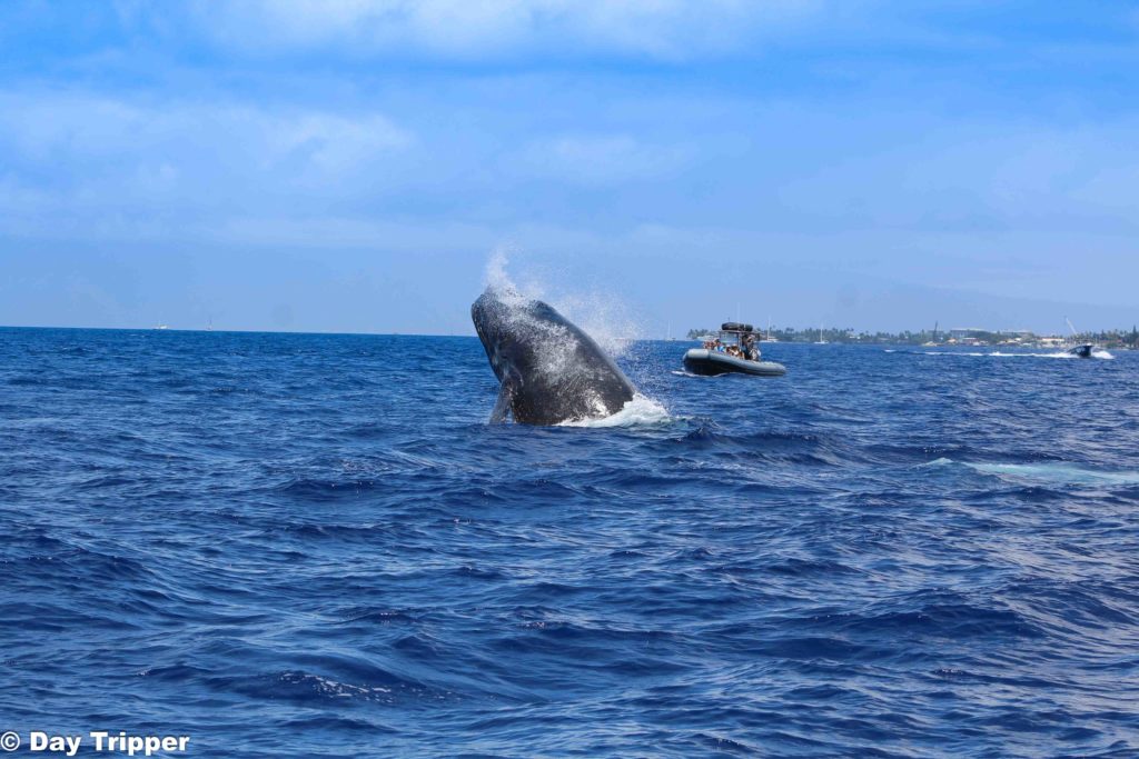 The Best Maui Whale Tours