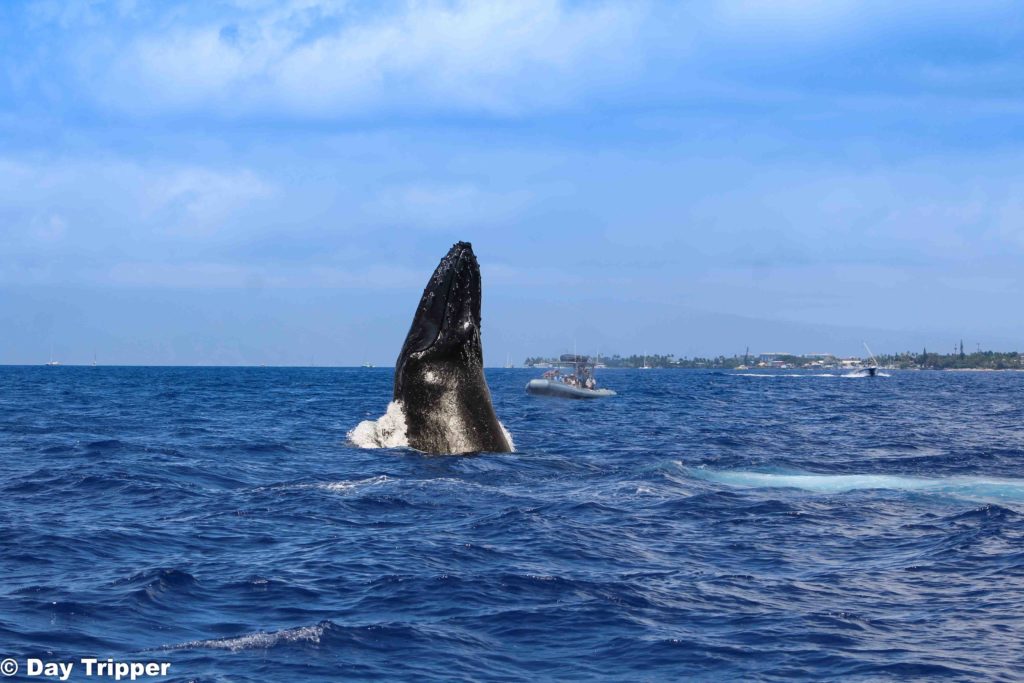 Spy hopping Humpback Whale in Maui